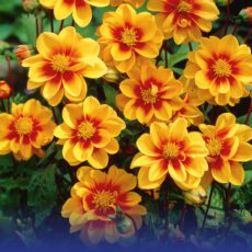 8718641997178 1 Dahlia Sunshine.jpg